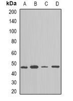 NAP1L1 Rabbit Polyclonal Antibody