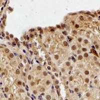 DDB1 antibody