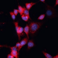 Anti-DDB1 Antibody