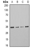 PAR6A Rabbit Polyclonal Antibody