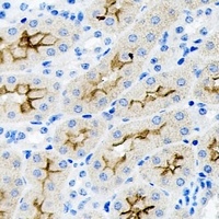 PARD6A antibody