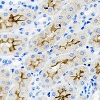 Anti-PAR6A Antibody