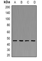 PDK4 Rabbit Polyclonal Antibody