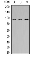 HIWI2 Rabbit Polyclonal Antibody