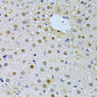 FBXO32 antibody