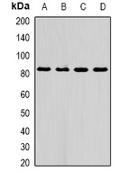 AFAP1 Rabbit Polyclonal Antibody