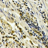 STAU1 antibody
