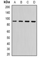 Neuroligin Y Rabbit Polyclonal Antibody