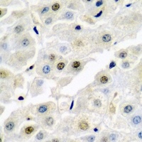 Anti-p54nrb Antibody