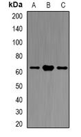 Atlastin-1 Antibody