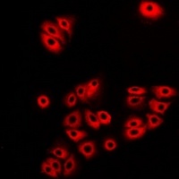 Atlastin-1 Antibody
