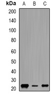 Geminin Antibody