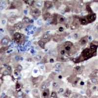Anti-Geminin Antibody