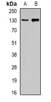 GM130 Antibody
