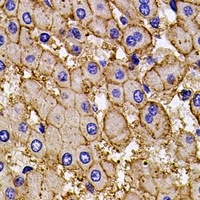 Anti-AP2-alpha-2 Antibody