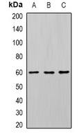Seladin-1 Rabbit Polyclonal Antibody