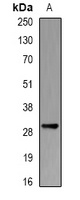 PSMB10 Antibody