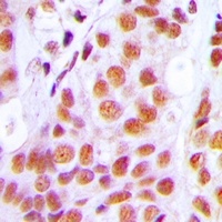 Anti-PRPF3 Antibody