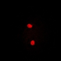 Anti-PRPF3 Antibody
