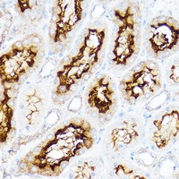 SLC3A1 antibody