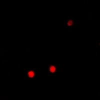 Anti-PRDM14 Antibody