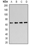 ATIC Antibody