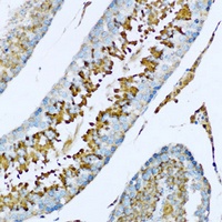 Anti-Hemopexin Antibody