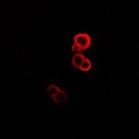 Anti-GABARAP Antibody