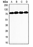 MeCP2 Rabbit Polyclonal Antibody