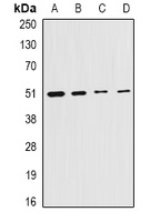 Citrate Synthase Rabbit Polyclonal Antibody