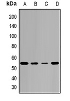 Pontin 52 Antibody