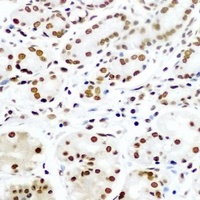 RUVBL1 antibody