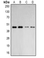 ARP2 Antibody