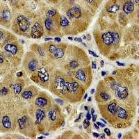 ARP2 Antibody