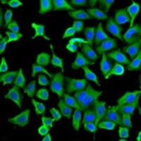 ARP2 Antibody