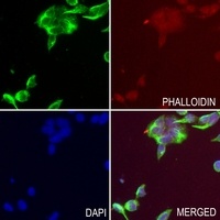 BEST1 antibody