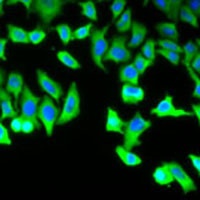 Anti-Dia 1 Antibody