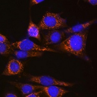 Anti-ATG3 Antibody
