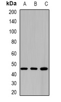 BBOX1 Rabbit Polyclonal Antibody