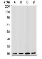 Fis1 Antibody