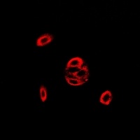 Anti-Fis1 Antibody