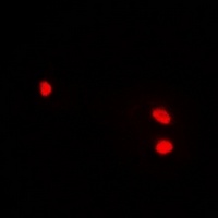 Anti-Lsh Antibody