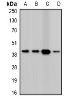 Twinfilin-2 Antibody