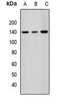 SAP145 Rabbit Polyclonal Antibody