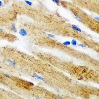 GLRX3 antibody