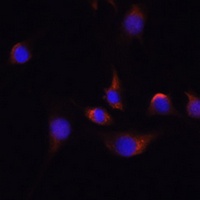 ELAVL3 antibody