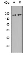 GW182 Antibody