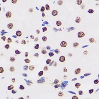 BAF155 Antibody