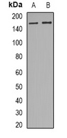 RAD54L2 Antibody