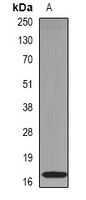 RNASE1 Antibody